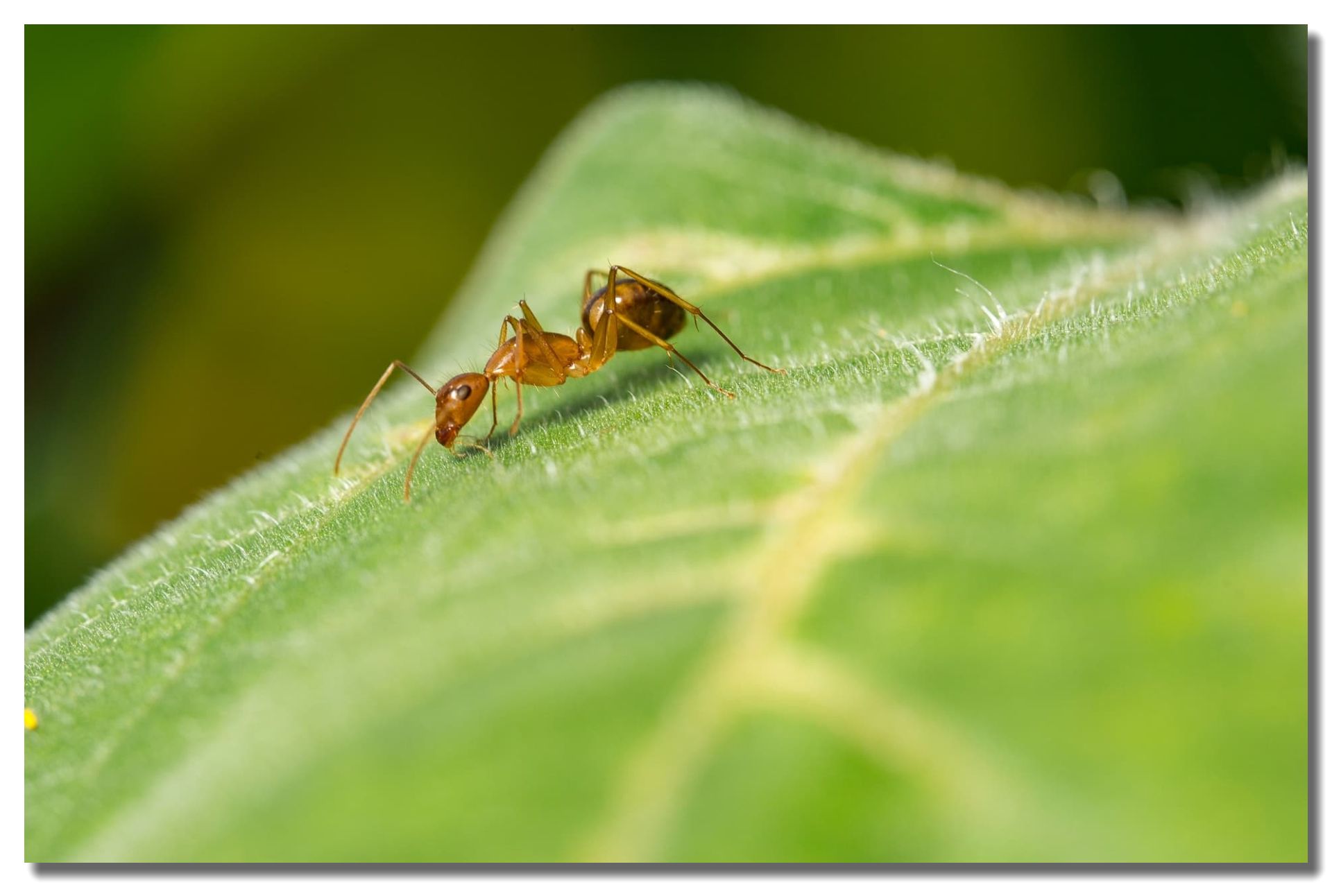 Killer Fungus May Stop Crazy Ant Spread - Laidback Gardener %