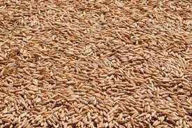 The Dirty Gardener Rye Grain Seeds - 50 Pounds